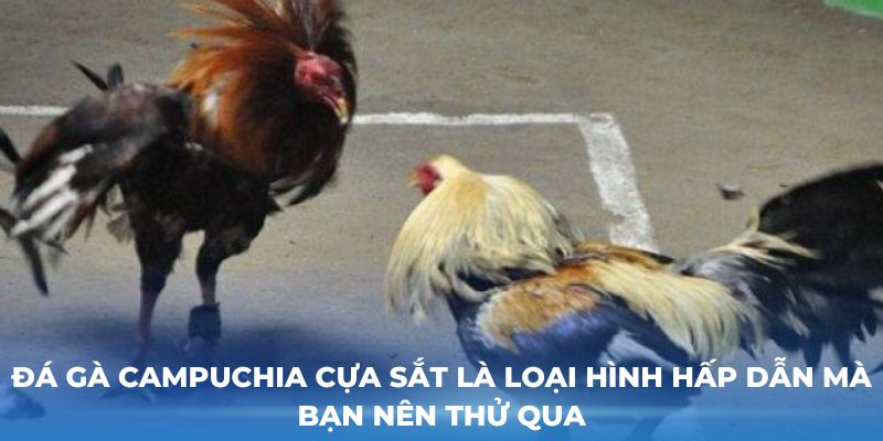 Đá gà Campuchia cựa sắt là loại hình hấp dẫn mà bạn nên thử qua