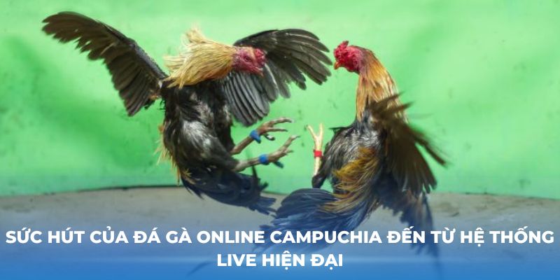 Sức hút của đá gà online Campuchia đến từ hệ thống live hiện đại