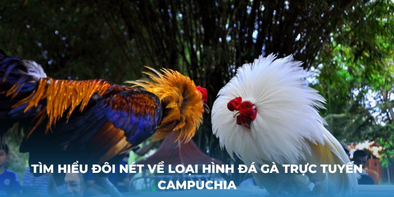 Tìm hiểu đôi nét về loại hình đá gà trực tuyến Campuchia