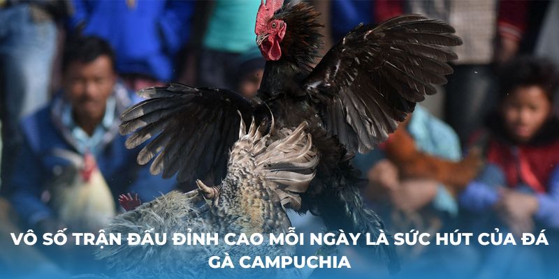 Vô số trận đấu đỉnh cao mỗi ngày là sức hút của đá gà Campuchia